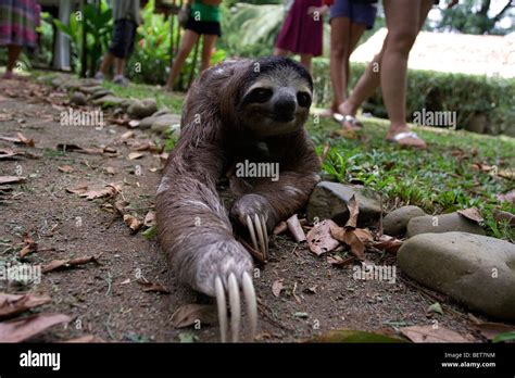 Image result for Sloth Legs