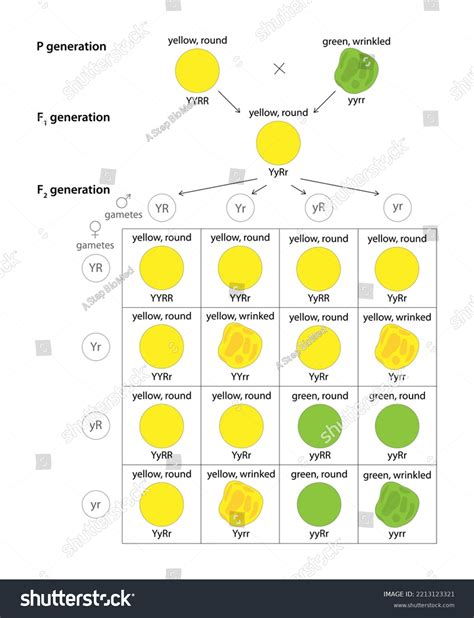 Homozygous Dihybrid Cross
