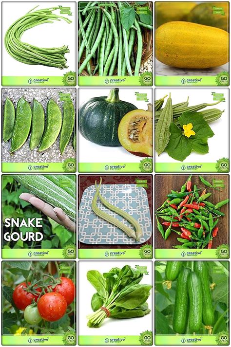 Creative Farmer High Quality Seeds Combo Vegetable Seeds : Cowpea (Vj ...