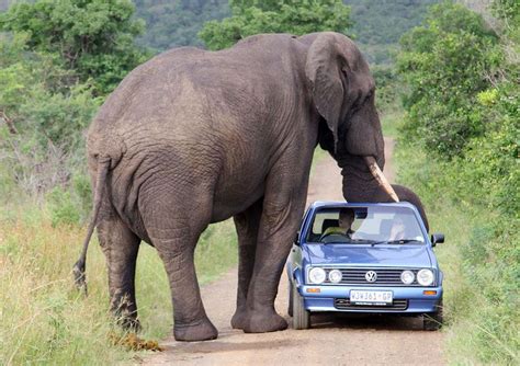 サファリパークの象が大接近して自動車の屋根が損壊 - GIGAZINE