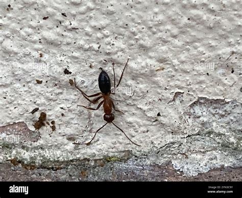 Florida Carpenter Ant (Camponotus floridanus Stock Photo - Alamy