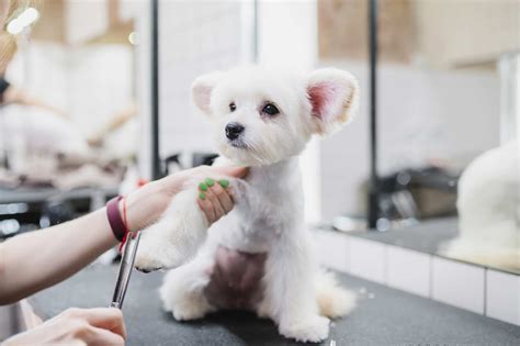 Gallery - A Plus Pet Grooming