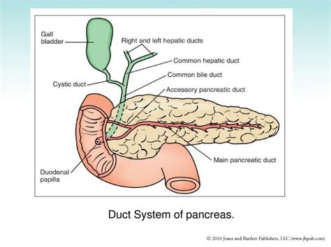 Image result for Gallbladder Test
