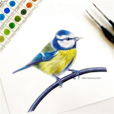 Cute Birds Drawing With Colour Pencil