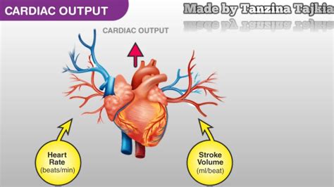 Animation Cardiac Output 的图像结果