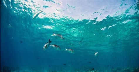 Menikmati Keindahan Wisata Bahari di Semarang: Destinasi Pesisir yang ...