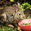 Image result for Rabbit Eat Food Art Clip