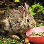 Image result for Victorian Rabbit with Drink in Hand Art