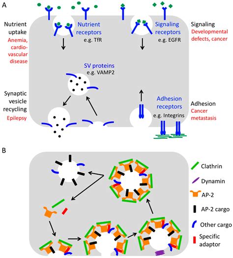 Endocytic Adaptor Proteins in Health and Disease: Lessons from Model ...