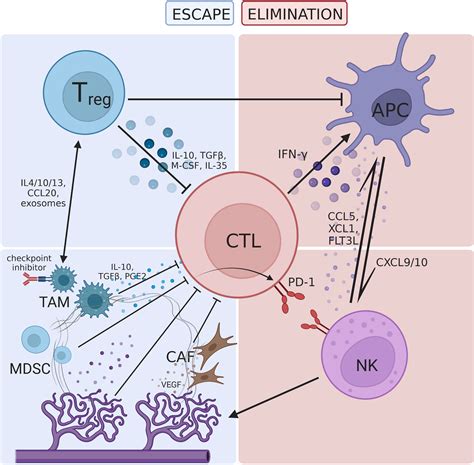 Frontiers | Molecular mechanisms of immunotherapy resistance in triple-negative breast cancer