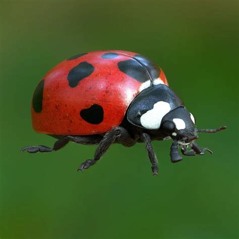 Image result for Ladybug Realistic