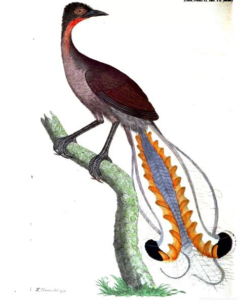 澳洲国鸟——琴鸟简介 ，拥有不输于人类的口技 | 说明书网