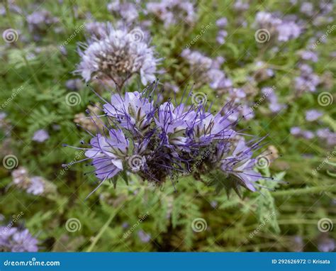 The Lacy Phacelia, Purple Tansy or Fiddleneck (Phacelia Tanacetifolia) Flowering with Dense and ...