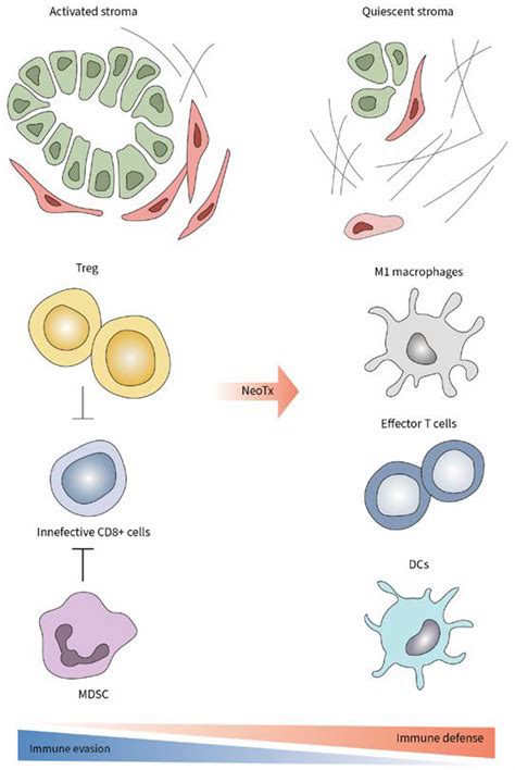 Regulatory T Cells in Pancreatic Cancer: Of Mice and Men