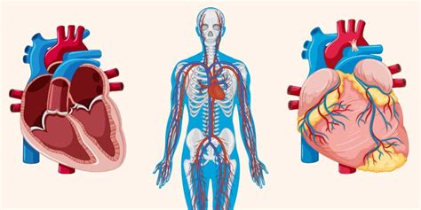 Image result for Circulatory System