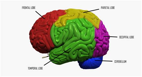 3d human brain regions