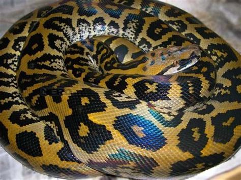 Image result for Bateater Python