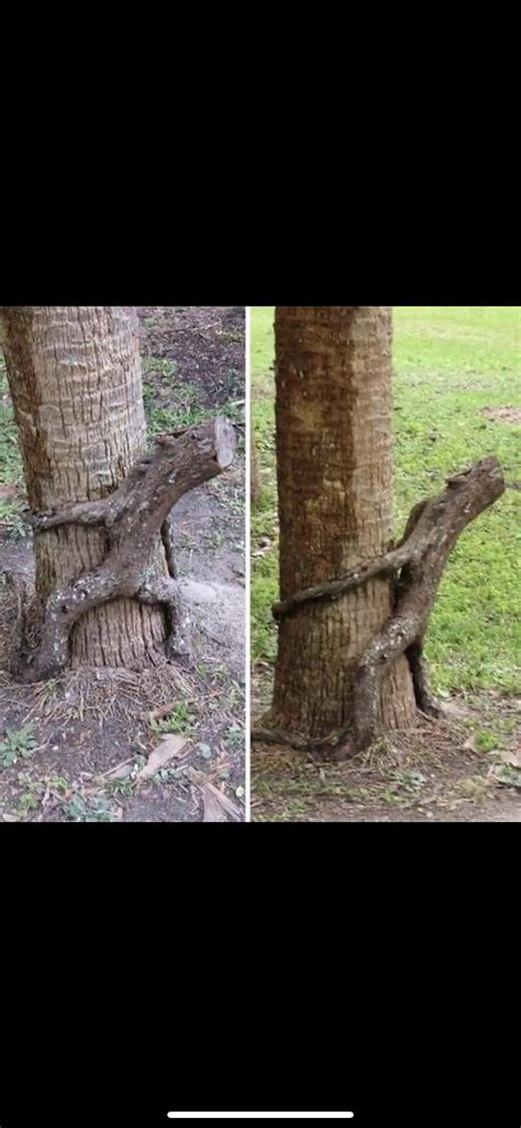 Image result for Treebeard Isengard