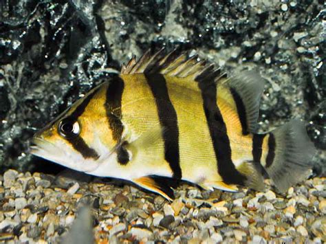 Buy NTT Siamese Tiger Fish Online – Rare & Beautiful