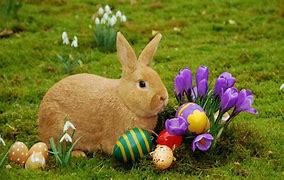 Image result for Cute Easter Bunny Rabbit Clip Art