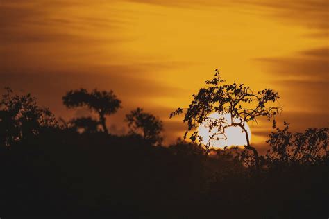 Safari - Yala National Park Safari- Sri Lanka | Official #1