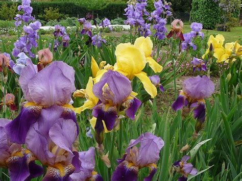 Image result for Iris Form Classification Example