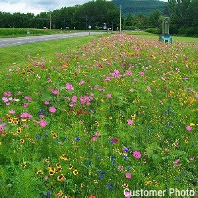 Northeast Wildflower Seed Mix - Vermont Wildflower Farm