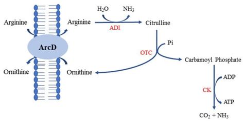 Some Important Metabolites Produced by Lactic Acid Bacteria Originated ...