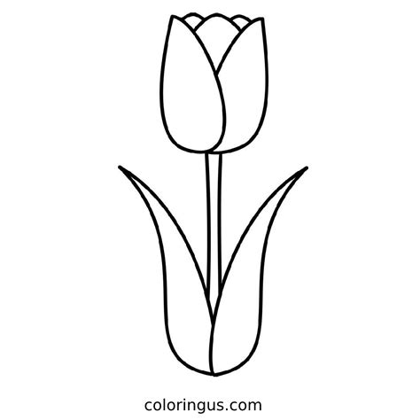 Tulip Coloring Pages (Free Printable PDF)