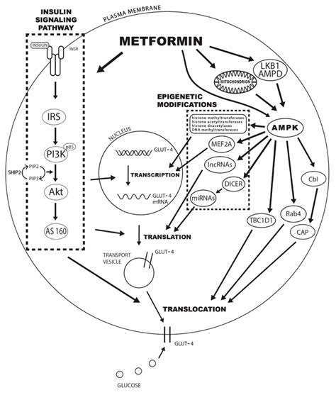 Metformin Weight Loss Insulin Resistance at Ricky Vanzant blog