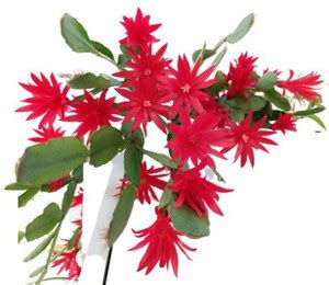 OrchidWala Moon Cactus Plant Price in India - Buy OrchidWala Moon ...