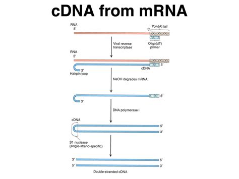 cDNA Library Definition 的图像结果