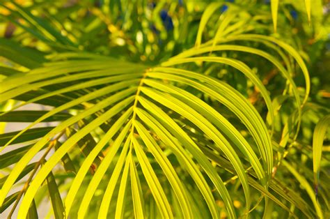 Bamboo Palm Plant - A-Z Animals
