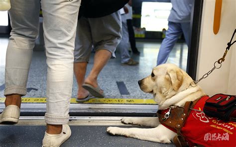 导盲犬：你是我的眼 图说上海 腾讯·大申网