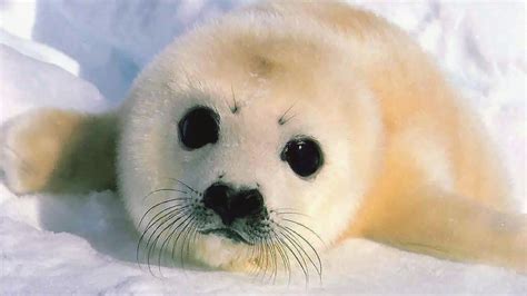Cute Seal Wallpapers - Top Free Cute Seal Backgrounds - WallpaperAccess