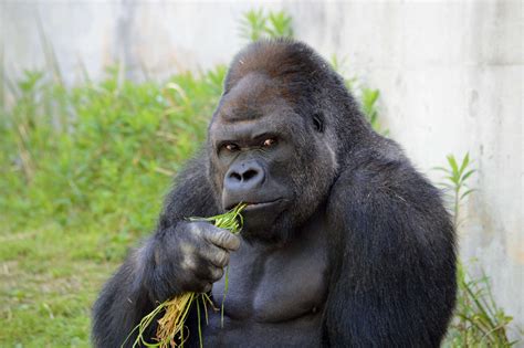 The Silverback Gorilla Diet: A Plant-Based Diet Created by Nature