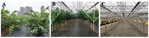 Multivariate Analysis of the Phenological Stages, Yield, Bioactive ...