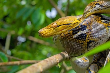 Image result for Reticulated Python Pros and Cons