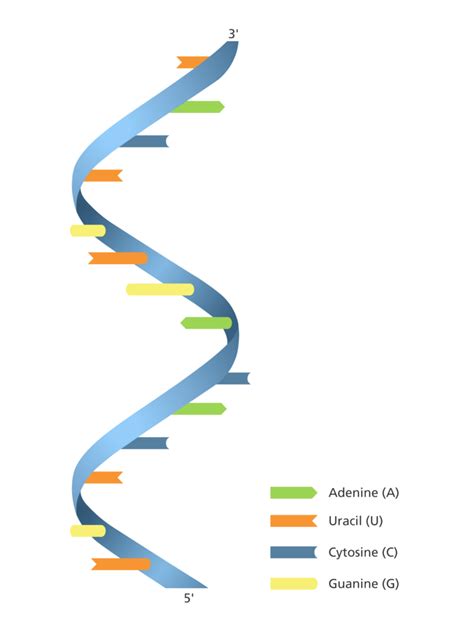 Image result for RNA Sequence Example
