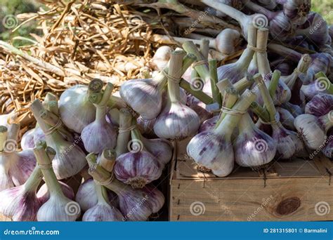 Bunch of Fresh Aromatic French Violet or Rose Garlic on Market in ...