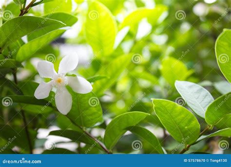 Jasmine Vine White Flower with Light in Morning Stock Photo - Image of ...