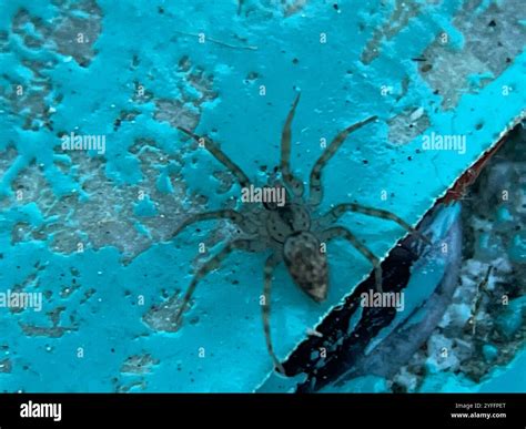 Wall Spiders (Oecobius Stock Photo - Alamy