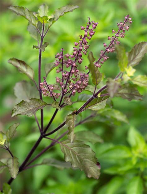 Holy basil | Description, Uses, Tulsi, Hinduism, & Facts | Britannica