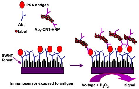The Application of Carbon Nanomaterials in Sensing, Imaging, Drug ...