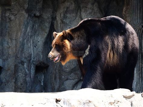 熊,动物园,亚洲黑熊高清图库素材免费下载(图片编号:7611118)-六图网