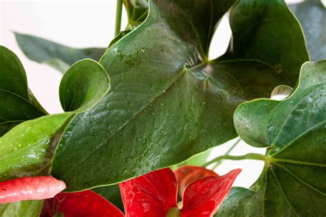 Anthurium: Plant Care & Growing Guide