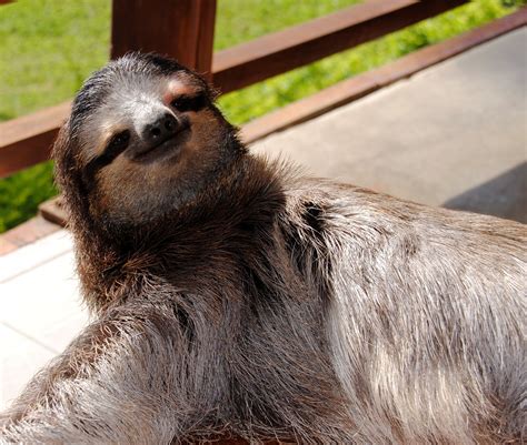 Costa Rican Sloth Conservation – The Dallas World Aquarium