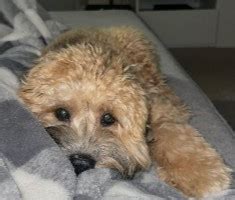 Image result for Cockapoo Terrier Mix