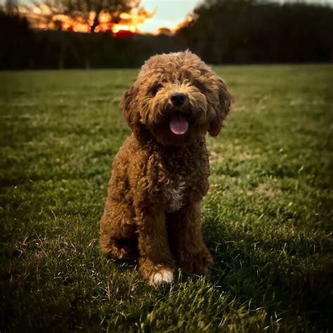 Image result for Poodle Cavapoo