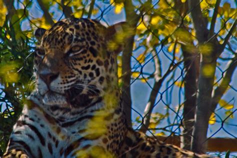 Meditating Jaguar2 | Magnificent specimen of a jaguar who no… | Flickr